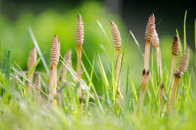 Fenugreek Seeds and Horse Tail Oil